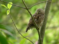 Asian Barred Owlet  - Chumphon