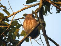 Asian Barred Owlet  - Kaeng Krachan NP