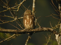 Asian Barred Owlet  - Kaeng Krachan NP