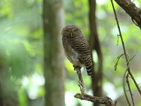 Asian Barred Owlet  - Baan Maka