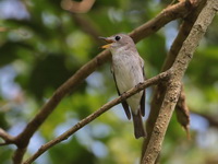 Asian Brown Flycatcher  - Baan Maka