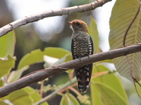 Asian Emerald Cuckoo - female  - Doi Lang