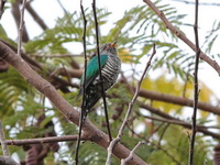Asian Emerald Cuckoo - female  - Khao Yai NP