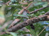 Asian Emerald Cuckoo - female  - Phu Luang WS