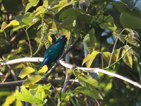 Asian Emerald Cuckoo - male  - Doi Inthanon NP