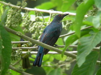 Asian Fairy Bluebird - juvenile  - Kaeng Krachan NP
