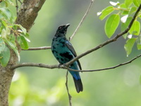 Asian Fairy Bluebird - juvenile  - Ton Pariwat WR