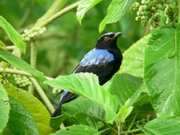 Asian Fairy Bluebird - male  - Kaeng Krachan NP