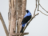 Asian Fairy Bluebird - male  - Khao Yai NP