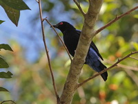 Asian Fairy Bluebird - male  - Krung Ching NP