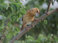 Asian Golden Weaver - female  - Phetchaburi