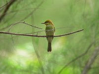 Asian Green Bee-eater - juvenile  - Khao Sam Roi Yot NP