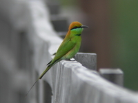 Asian Green Bee-eater  - Khao Sam Roi Yot NP