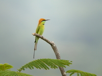 Asian Green Bee-eater  - Chiang Mai