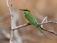 Asian Green Bee-eater  - Phetchaburi