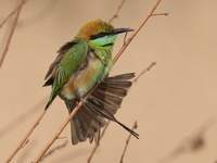 Asian Green Bee-eater  - Baak Phli