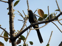 Asian Koel - juvenile  - Phuket