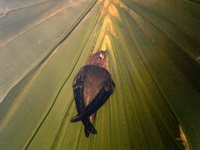 Asian Palm Swift  - Doi Inthanon NP
