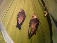 Asian Palm Swift  - Doi Inthanon NP