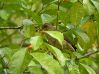 Asian Red-eyed Bulbul - juvenile  - Phuket