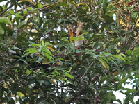 Austen's Brown Hornbill - male  - Phu Khieo WS