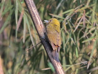 Bamboo Woodpecker - female  - Nam Nao NP