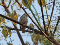 Banded Bay Cuckoo - juvenile  - Krung Ching NP