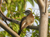 Banded Bay Cuckoo  - Phuket