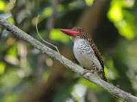 Banded Kingfisher - female  - Kaeng Krachan NP