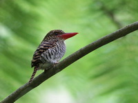 Banded Kingfisher - female  - Bala