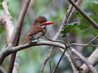 Banded Kingfisher - female  - Khao Pu Khao Ya NP