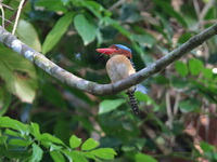 Banded Kingfisher - male  - Khao Luang Krung Ching NP