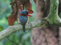 Banded Kingfisher - male  - Kaeng Krachan NP