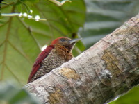 Banded Woodpecker - female  - Thale Ban NP