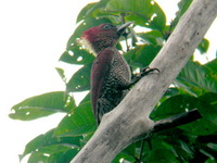 Banded Woodpecker - female  - Khao Pu Khao Ya NP
