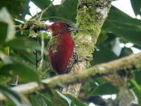 Banded Woodpecker - male  - Sri Phang Nga NP