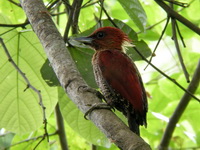 Banded Woodpecker - male  - Khao Pu Khao Ya NP