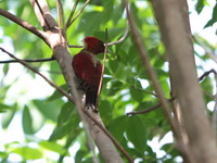 Banded Woodpecker - male  - Khao Banthad WS