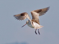 Bar-tailed Godwit  - Krabi