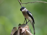 Bar-winged Flycatcher-shrike  - Baan Maka