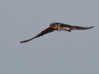 Barn Swallow  - Bueng Boraphet