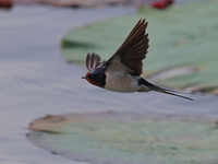Barn Swallow  - Bueng Boraphet