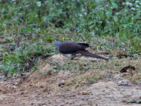 Barred Cuckoo Dove  - Khao Yai NP