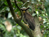 Barred Eagle-owl  - Thaleban NP