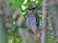Barred Eagle-owl  - Khao Sok NP