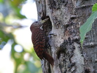 Bay Woodpecker - female  - Mae Wong NP