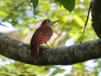 Bay Woodpecker - male  - Mae Wong NP