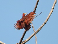 Bay Woodpecker - male  - Phu Suan Sai NP