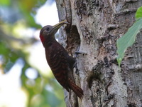 Bay Woodpecker - male  - Mae Wong NP