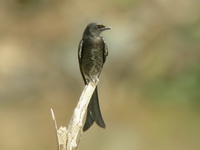 Black Drongo - juvenile  - Phuket